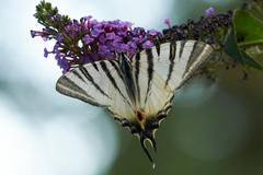 Iphiclides podalirius
