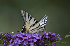 Iphiclides podalirius