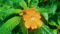 Impatiens