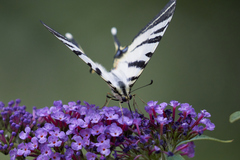 Iphiclides podalirius