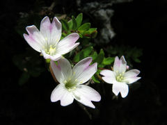 Epilobium glabellum