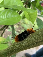 Turuptiana obliqua