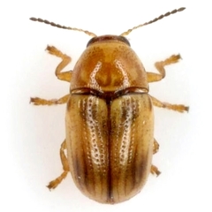 Cryptocephalus pumilus