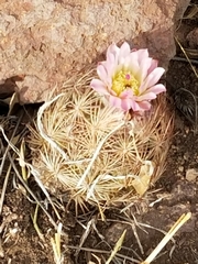 Echinomastus intertextus intertextus