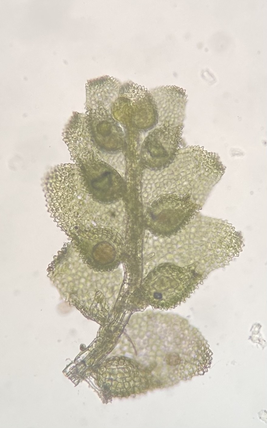 Cololejeunea biddlecomiae
