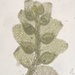 Cololejeunea biddlecomiae - Photo (c) Tom Neily,  זכויות יוצרים חלקיות (CC BY-NC), הועלה על ידי Tom Neily