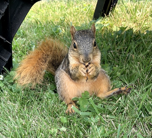 Eastern Fox Squirrel photographed in Iowa