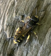 Ectemnius cephalotes