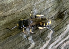 Ectemnius cephalotes