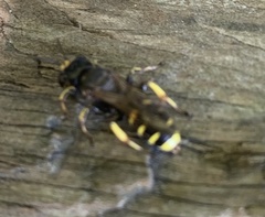 Ectemnius cephalotes