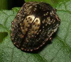 Polychalca aerea