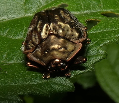 Polychalca aerea
