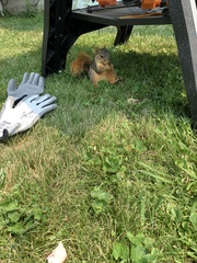 Sciurus niger