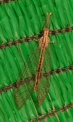 Neuroleon arenarius