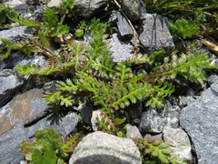 Leptinella squalida