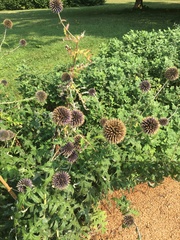 Echinops ritro