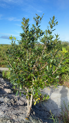 Calophyllum brasiliense