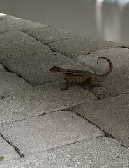 Leiocephalus carinatus