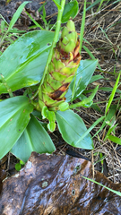 Hedychium gardnerianum