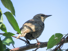 Sturnus vulgaris