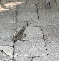 Leiocephalus carinatus