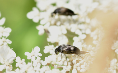 Variimorda villosa