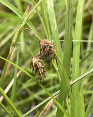 Carex magellanica
