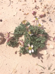 Ranunculus andersonii