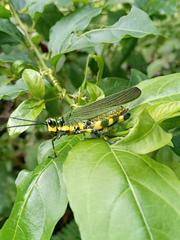 Chromacris psittacus