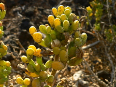 Tetraena fontanesii image