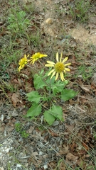 Tetragonotheca repanda