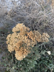 Achillea nobilis