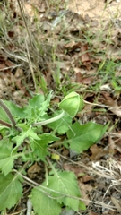 Tetragonotheca repanda