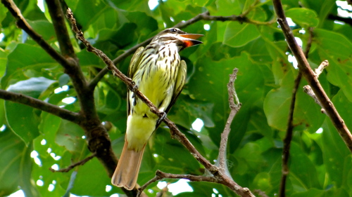 Sulphur-bellied Flycatcher