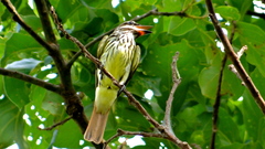Sulphur-Bellied Flycatcher photo 4