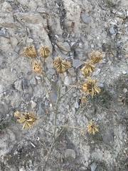 Centaurea salonitana