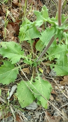 Tetragonotheca repanda