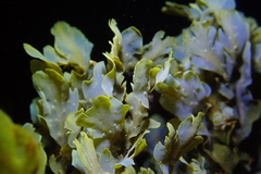 Dictyopteris undulata