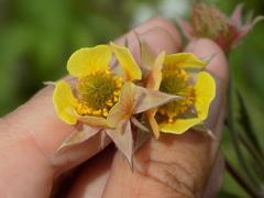 Geum × meinshausenii