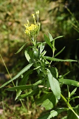Senecio serra