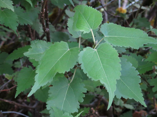 Hoheria lyallii Hook.fil.