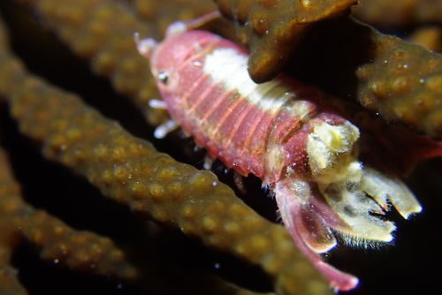 Paracerceis richardsonae