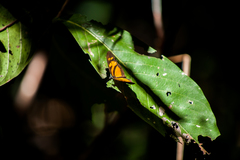 Eueides vibilia