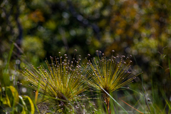 Paepalanthus chiquitensis