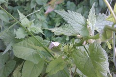 Cataclysta lemnata