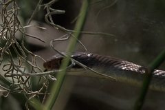 Coluber constrictor latrunculus