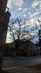 Jacaranda mimosifolia