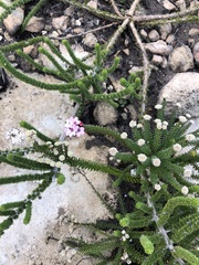 Adenandra rotundifolia