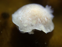 Doriopsilla rowena
