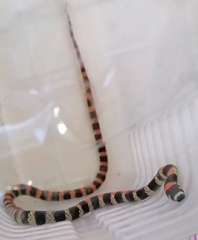 Scolecophis atrocinctus